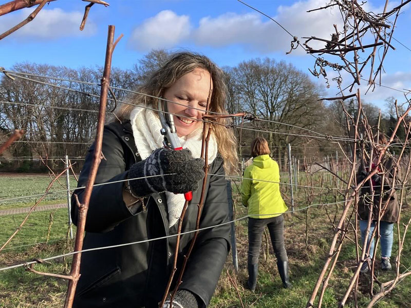 Werken in de wijngaard de Holdeurn